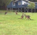 Blue House Denmark - Accommodation Noosa