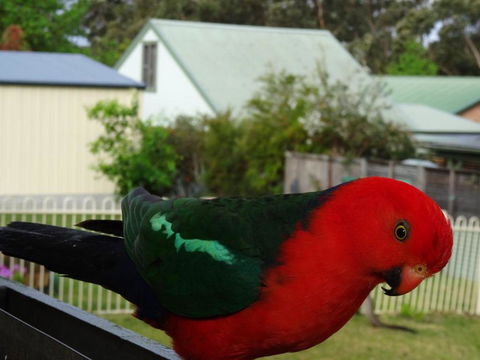 Glasford Crescent 7 KIOLOA - Accommodation Noosa 6
