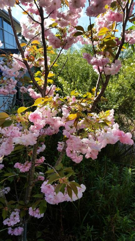 Beezneez B & B - Accommodation Noosa 5