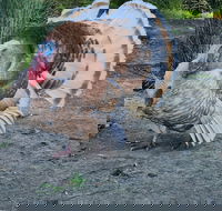 Halls Haven Holiday Units - Accommodation Noosa