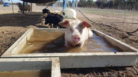 A Better Life Animal Sanctuary FarmStay Private Two Bedrooms Lounge Room & Bathroom & Toilet Shared Kitchen - Accommodation Noosa 2