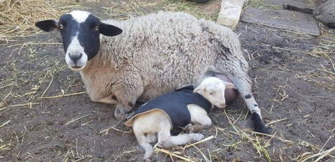 A Better Life Animal Sanctuary FarmStay Private Two Bedrooms Lounge Room & Bathroom & Toilet Shared Kitchen - Accommodation Noosa 1