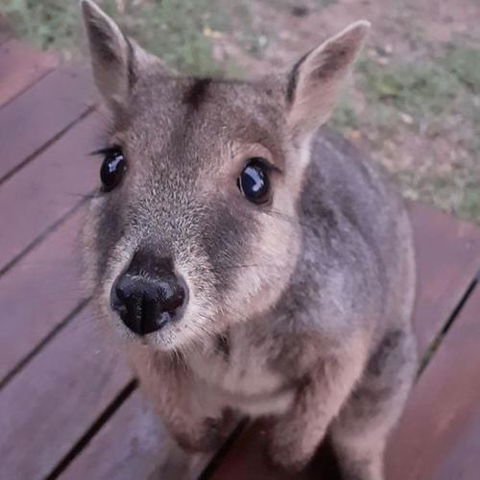 Camp Kanga - Accommodation Noosa 6