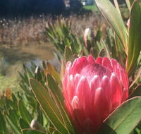 Creswick Cabin Retreat - Accommodation Noosa