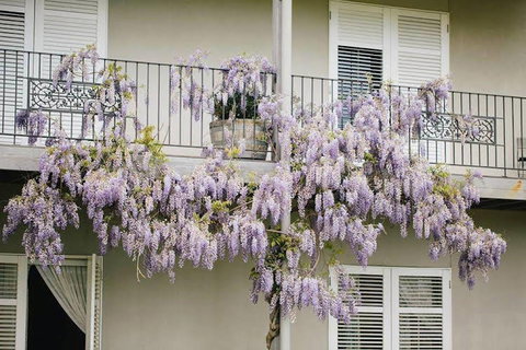 Lindenwarrah At Milawa - Accommodation Noosa 4