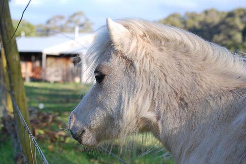 Billa Billa Farm Cottages - Accommodation Noosa 3
