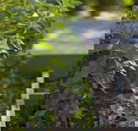 Grampians Eco YHA - Hostel - Accommodation Noosa