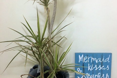 Al Mare Beachfront Retreat - Accommodation Noosa 2