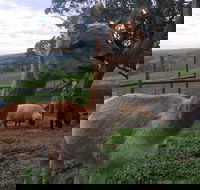 Morella Farm Stay - Accommodation Noosa