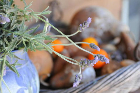 Lavender Farm - Accommodation Noosa 5