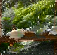 The Burrow At Wombat Bend - Accommodation Noosa