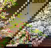 Apple Blossom Cottage - Accommodation Noosa