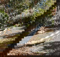 Monigatti - Accommodation Noosa