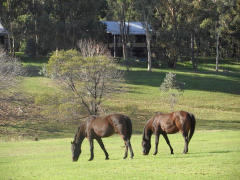 Balinga Cottages - Accommodation Noosa 1