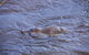 Platypus Playground Riverside Cottage - thumb 4