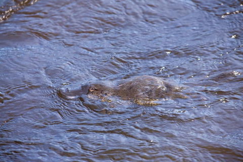 Platypus Playground Riverside Cottage - Accommodation Noosa 4