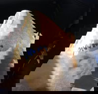 Shoeys bakery - Accommodation Noosa