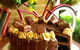 The Lost Fawn Cafe - thumb 0