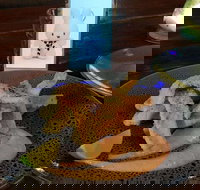 Cocina Mexican Grill and Cantina - Accommodation Noosa