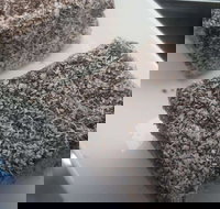 Latte  Cream - Accommodation Noosa