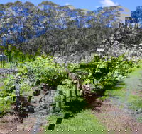 Woongooroo Estate Winery - Accommodation Noosa