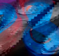 Humming Bird Dutch Cakes - Accommodation Noosa