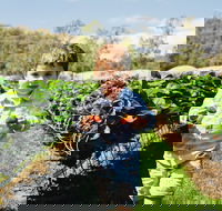 Hillwood Berries Farmgate  Pick Your Own - Accommodation Noosa