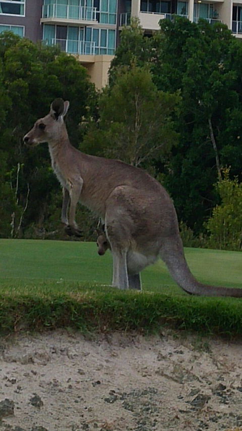 T On Course - Accommodation Noosa 3