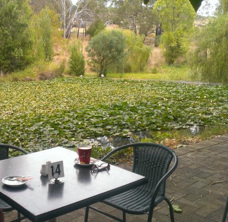 Avocados - Accommodation Noosa 0