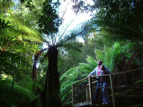 Huon Bush Retreats - Accommodation Noosa 1