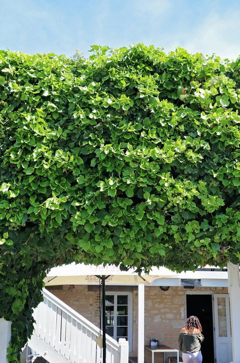 Caledonian Inn - Accommodation Noosa 21