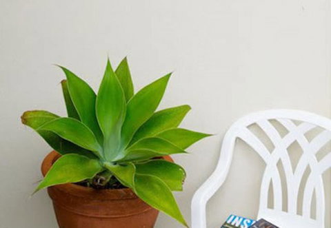 Sea & Soul Beachside Apartments - Accommodation Noosa 9