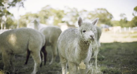 The Woods Farm Jervis Bay - Accommodation Noosa 12