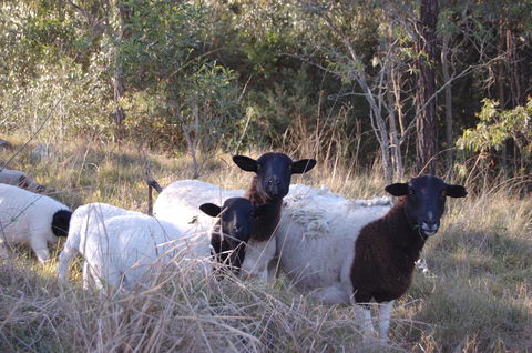 Cadair Cottages - Accommodation Noosa 15
