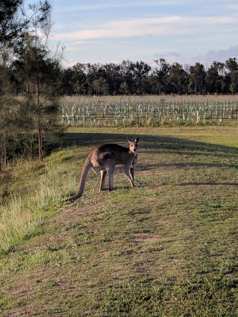 Madigan Wine Country Cottages - Accommodation Noosa 7