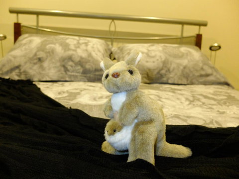 Rock Wallaby - Accommodation Noosa 17