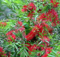 Bottlebrush B  B - Accommodation Noosa