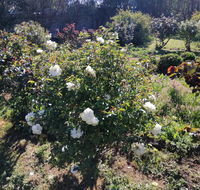 Carisbrook Country Retreat Motel - Accommodation Noosa
