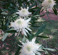 Lyrebird Gully Retreat - Accommodation Noosa