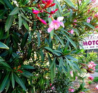 Mercury motor inn - Accommodation Noosa