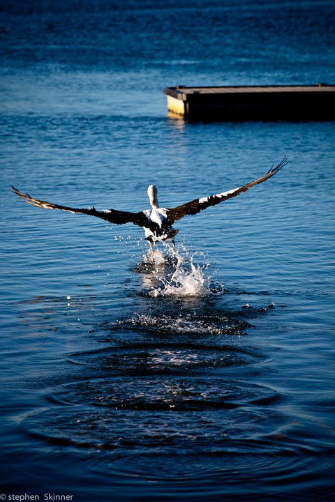 The Waterfront Wynyard - Accommodation Noosa 17
