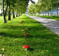 Plovers Ridge Country Retreat - Accommodation Noosa