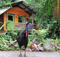 Rainforest Hideaway - Accommodation Noosa