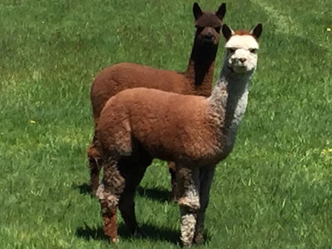 Raynella Alpaca Farmstay - Accommodation Noosa 3
