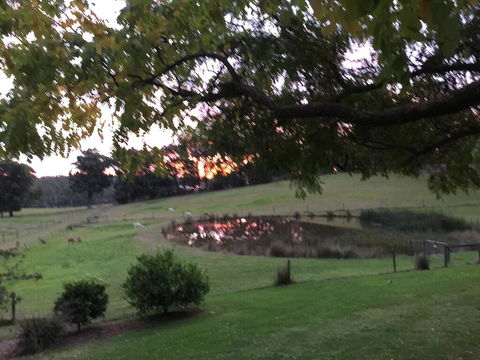 Raynella Alpaca Farmstay - Accommodation Noosa 2