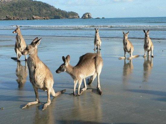 Long Island QLD Accommodation Noosa