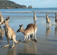 Seaforth Holiday Units - Accommodation Noosa