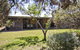 Tea Tree - thumb 1