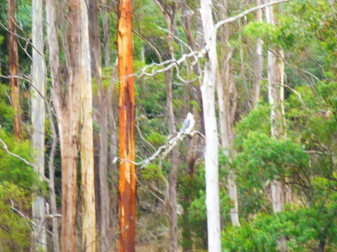 Quamby Pines Chalet - Accommodation Noosa 11