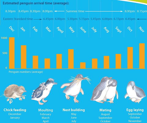 Diamond Island Resort - Accommodation Noosa 28